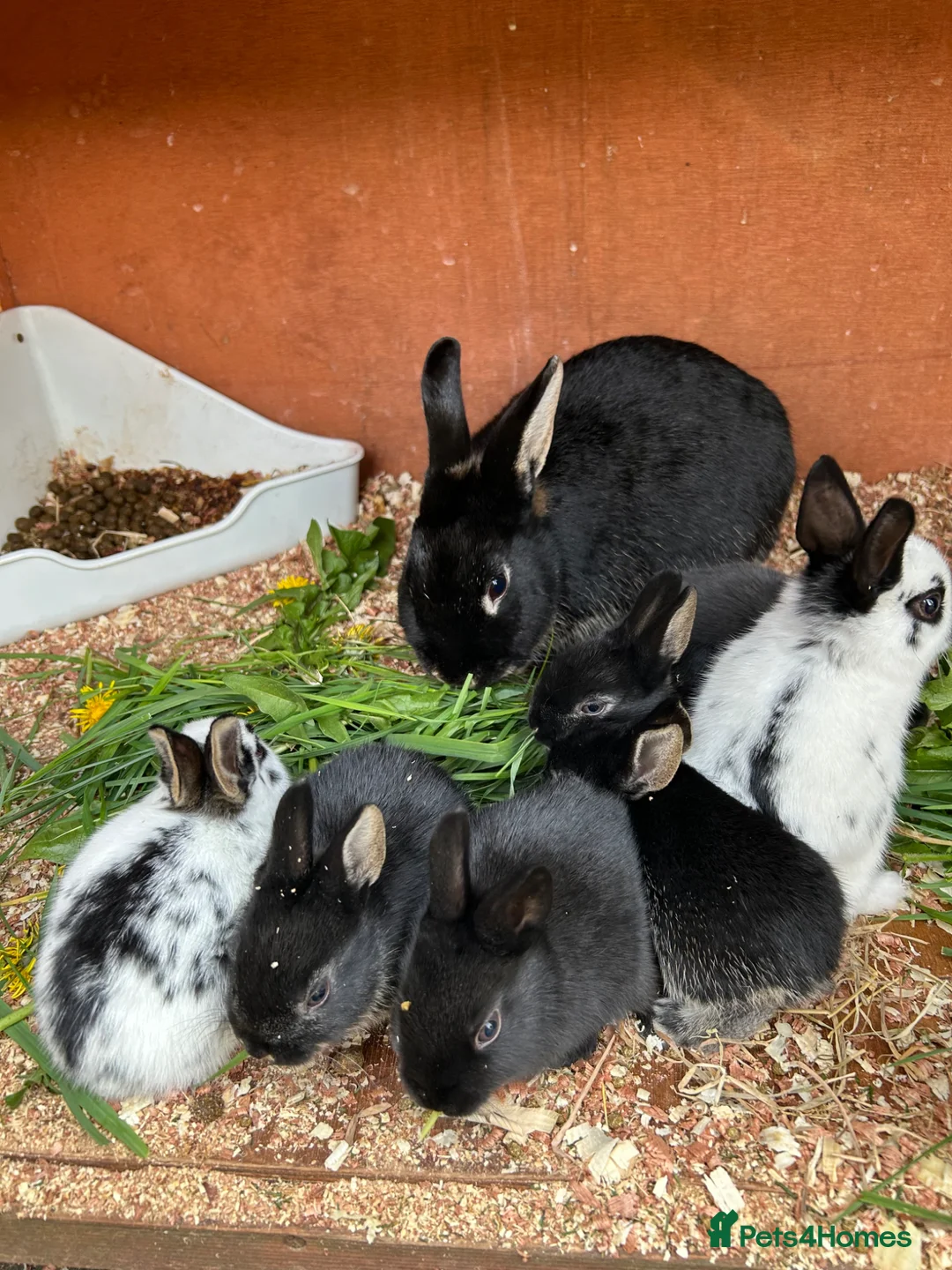 Mixed Breed rabbits for sale: Mini English Rex bunnies - Advert 5