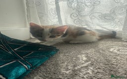 Domestic Shorthair cats for sale: Chloe and Zoe - Image 3
