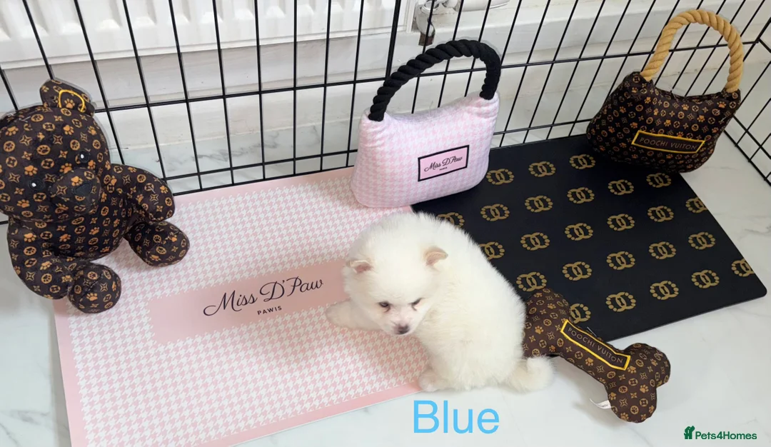 Japanese Spitz dogs for sale: Beautiful Japanese spitz puppy’s  - Advert 21