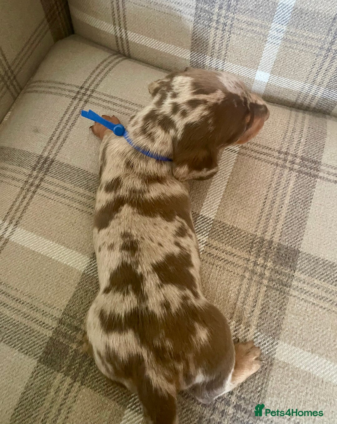 Miniature Dachshund dogs for sale: Stunning small Miniature Daschund’s - Image 11