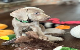 Weimaraner dogs for sale:  Ready next week✨1 Boy & last few Girls Available✨ - Image 27