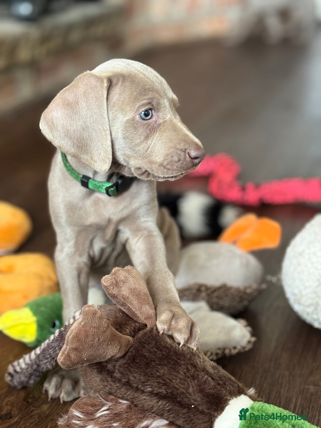 Weimaraner dogs for sale:  Ready next week✨1 Boy & last few Girls Available✨ - Image 27