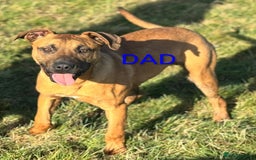 Mixed Breed dogs for sale: Mix breed  - Image 9