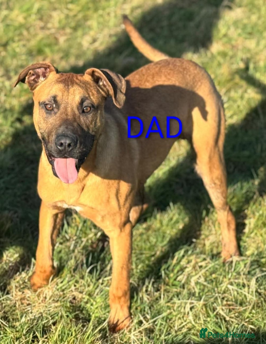Mixed Breed dogs for sale: Mix breed  - Image 9