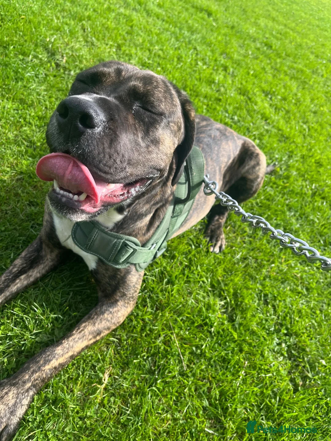 Mixed Breed dogs for sale: Odin (Cane Corso X) - Advert 2