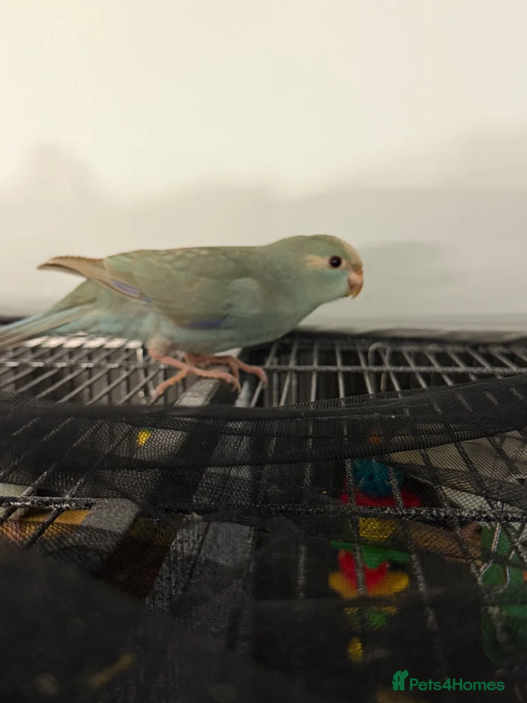 Parakeets birds for sale: Kakarikis ready for homes  - Advert 2