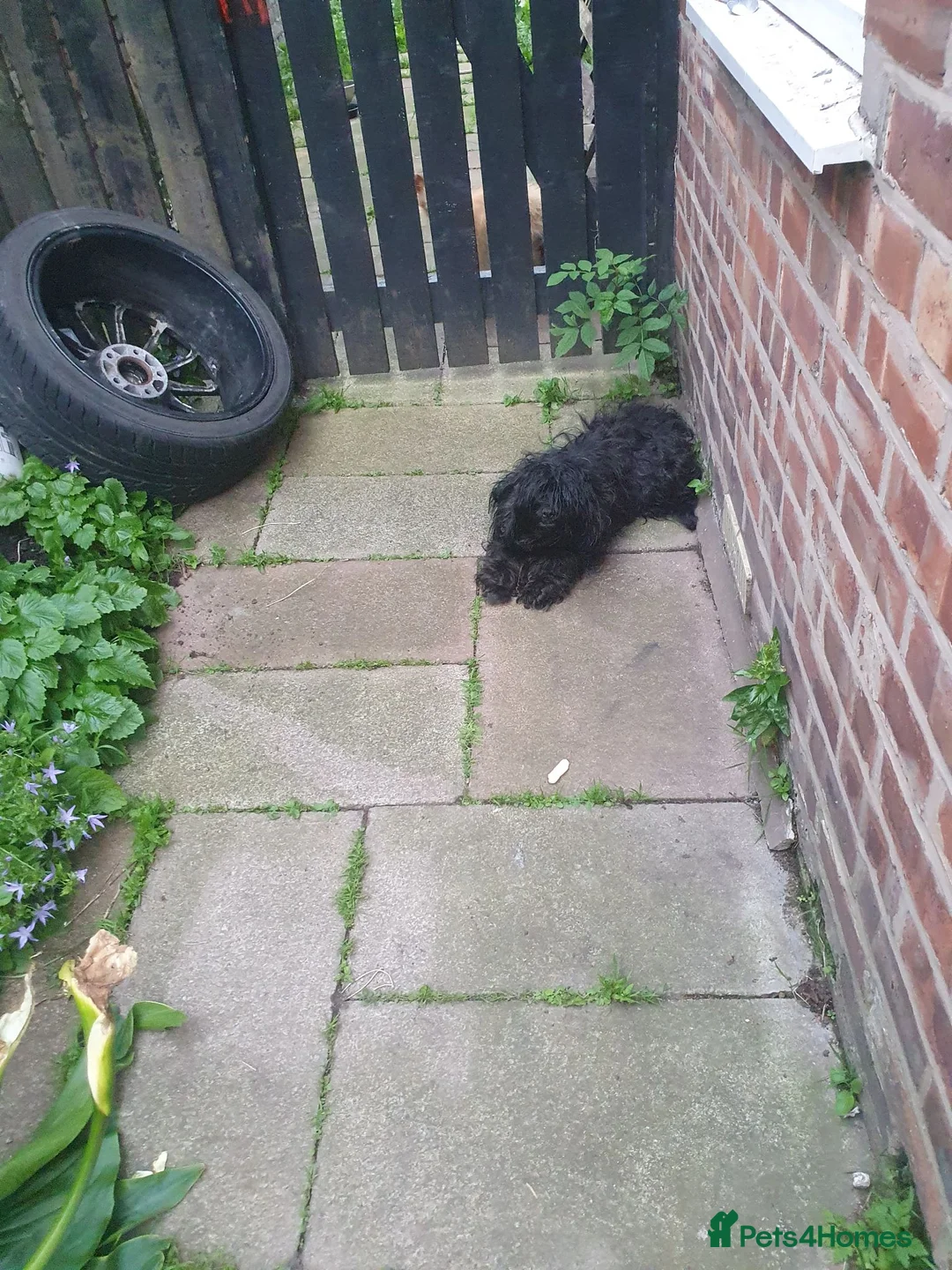 Chipoo dogs for sale: Adorable chihpoo puppies.  - Advert 1