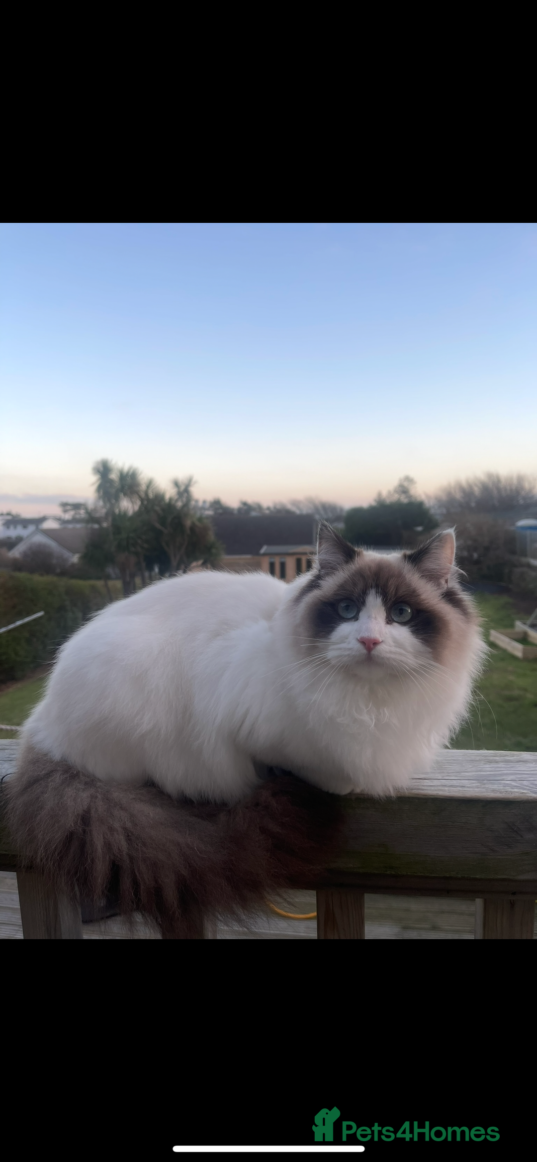 Ragdoll cats for sale: Ragdoll cross kittens  - Image 5