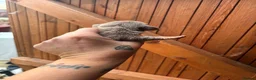 Miniature Dachshund dogs for sale: Oh my goodness so cute  - Advert 5