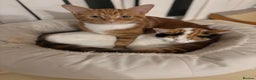 Domestic Shorthair cats for sale: Simba & Nola - Advert 1