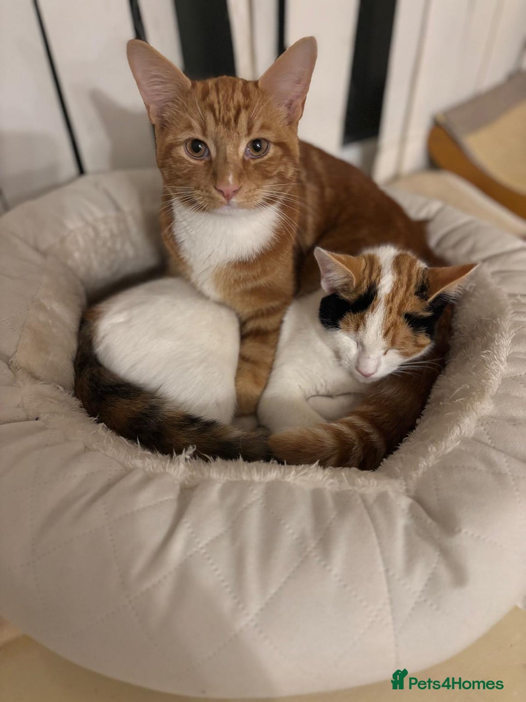 Domestic Shorthair cats for sale: Simba & Nola - Advert 1