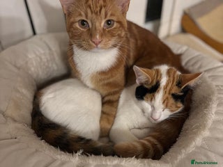 Domestic Shorthair cats Simba & Nola - Advert 1