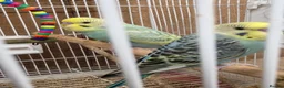 Budgerigars birds for sale: Baby Budgies - Advert 3