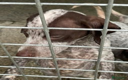 German Shorthaired Pointer dogs for sale: Pointers - Advert 12
