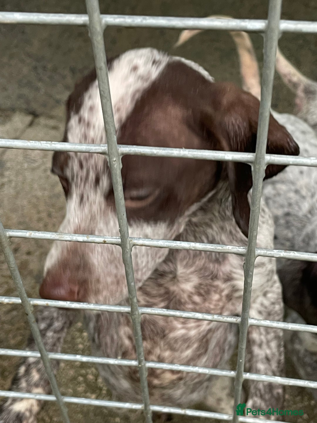 German Shorthaired Pointer dogs for sale: Pointers - Advert 12