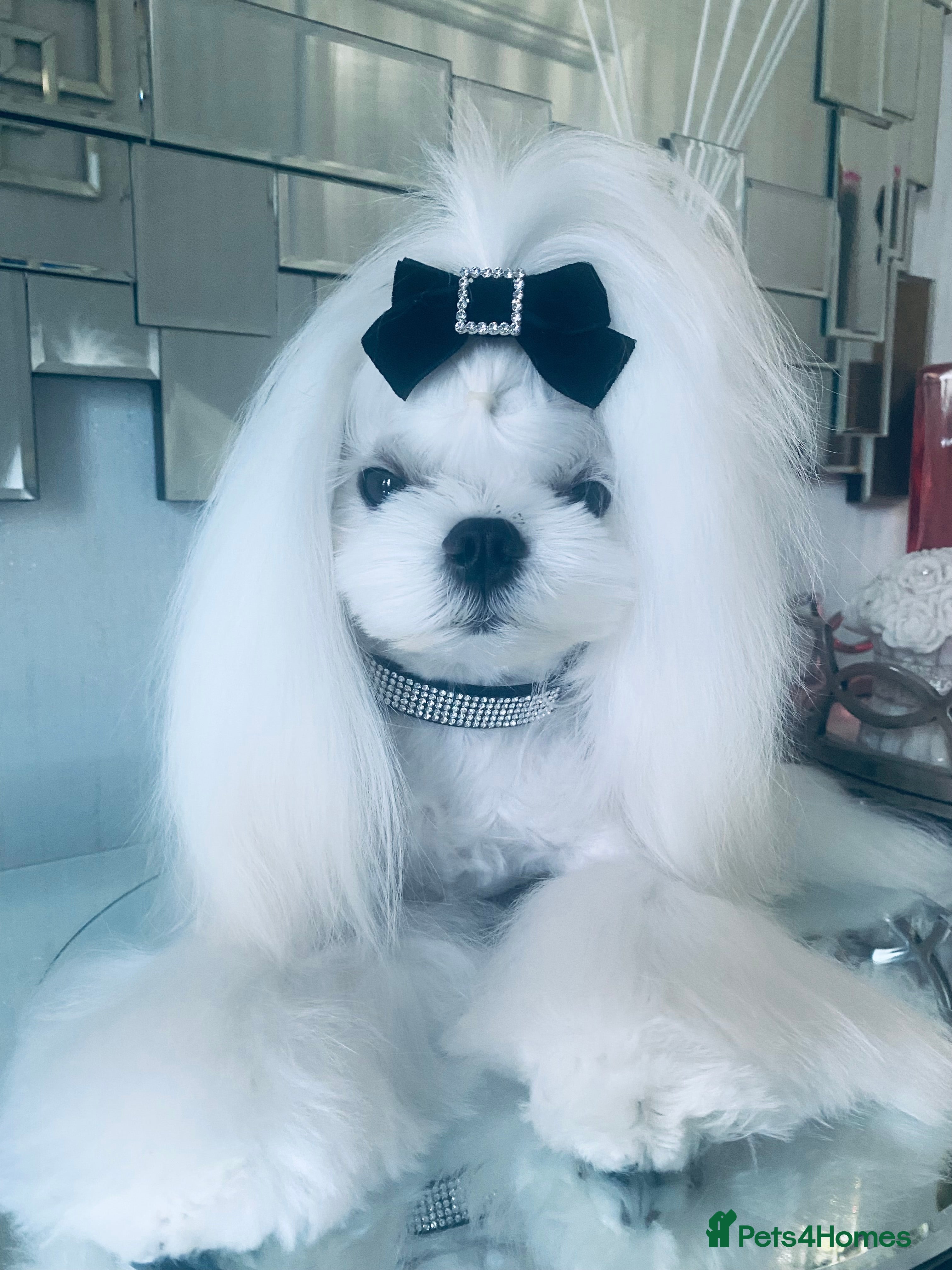 Maltese dogs 🖤DNA health tested Tiny Korean Maltese boy🖤 - Advert 8