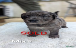 Mixed Breed dogs for sale: 4 girls available end of October  - Image 10