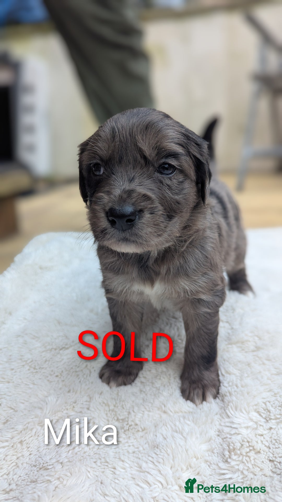 Mixed Breed dogs for sale: 4 girls available end of October  - Image 10