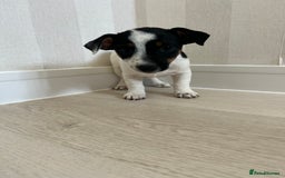 Mixed Breed dogs for sale: Jack Russell Boy  - Image 4