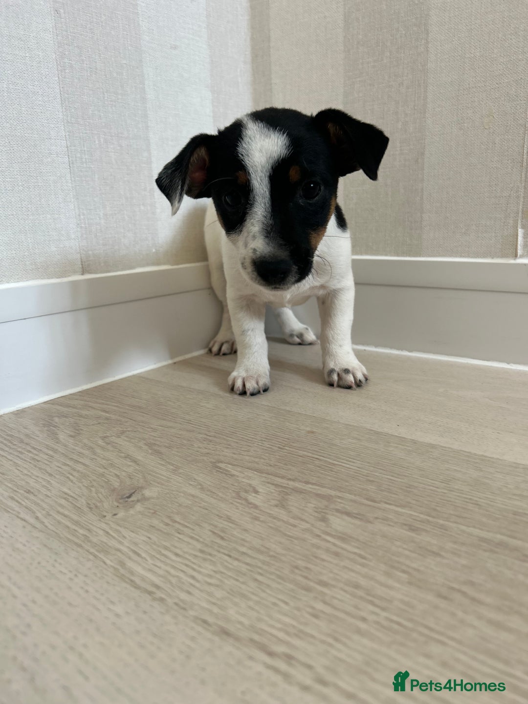 Mixed Breed dogs for sale: Jack Russell Boy  - Image 4