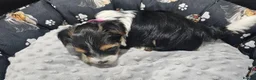 Yorkshire Terrier dogs for sale: Beautiful Yorkshire Terrier Puppies  in Barry - Advert 4