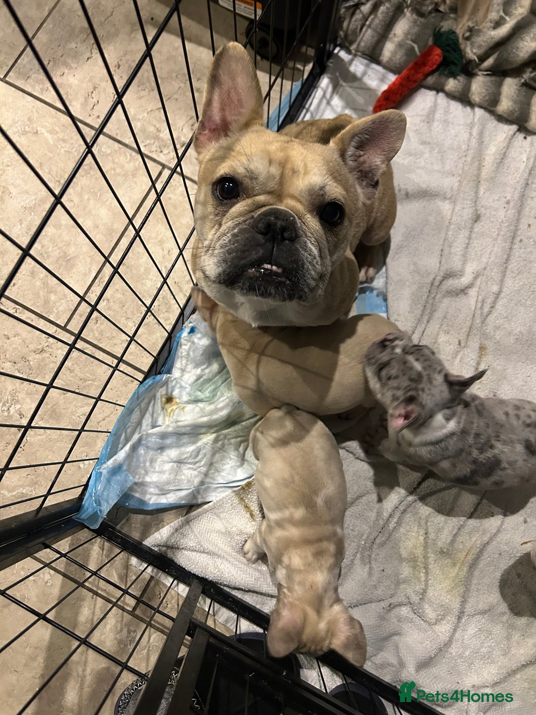 French Bulldog dogs for sale: 3 Extremely beautiful French bull terriers kc reg  - Advert 34