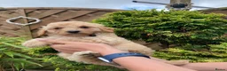Cavapoochon dogs for sale: 🐾Beautiful F1b Cavapoochon Puppies 🐾 - Advert 12