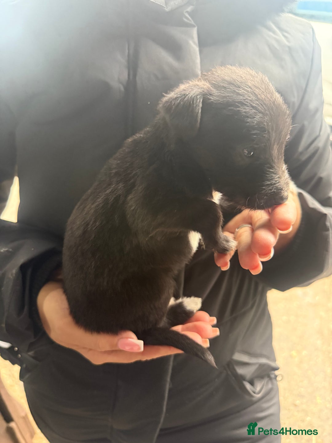 Whippet dogs for sale: Bedlington whippet puppies  - Advert 9