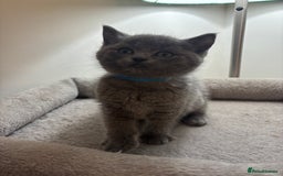 Ragdoll cats for sale: 5 Beautiful Ragdoll/ British Shorthairs - Advert 8