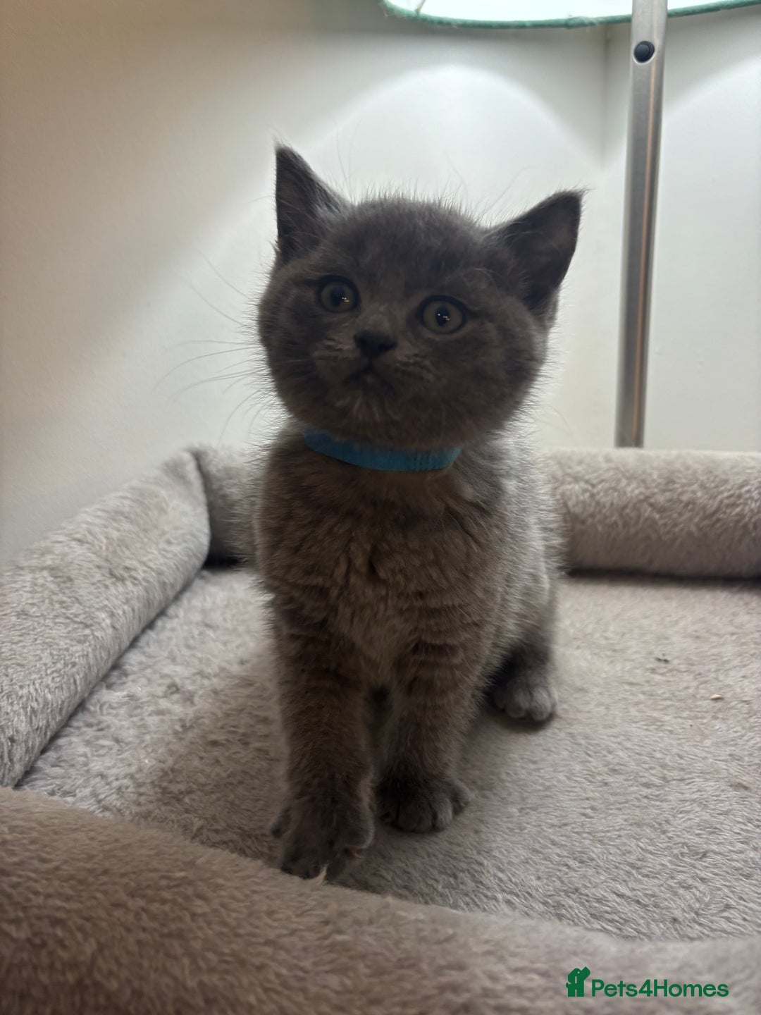 Ragdoll cats for sale: 5 Beautiful Ragdoll/ British Shorthairs - Advert 8