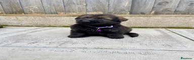 German Shepherd Puppy 5 purple collar