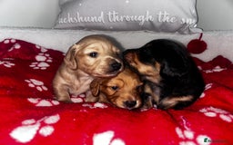 Miniature Dachshund dogs for sale: Miniature Longhair Dachshund Puppies  - Image 7
