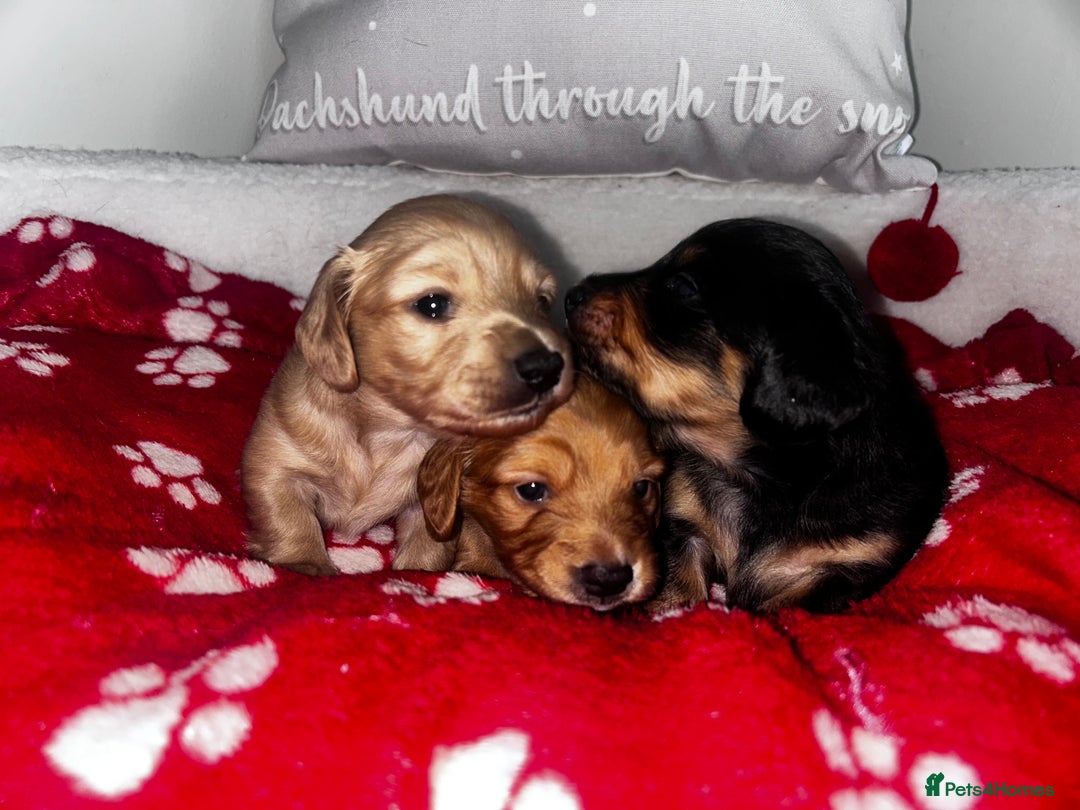 Miniature Dachshund dogs for sale: Miniature Longhair Dachshund Puppies  - Image 7