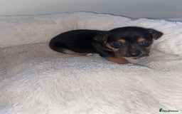 Jack Russell dogs for sale: Beautiful jackrussels pup - Image 7