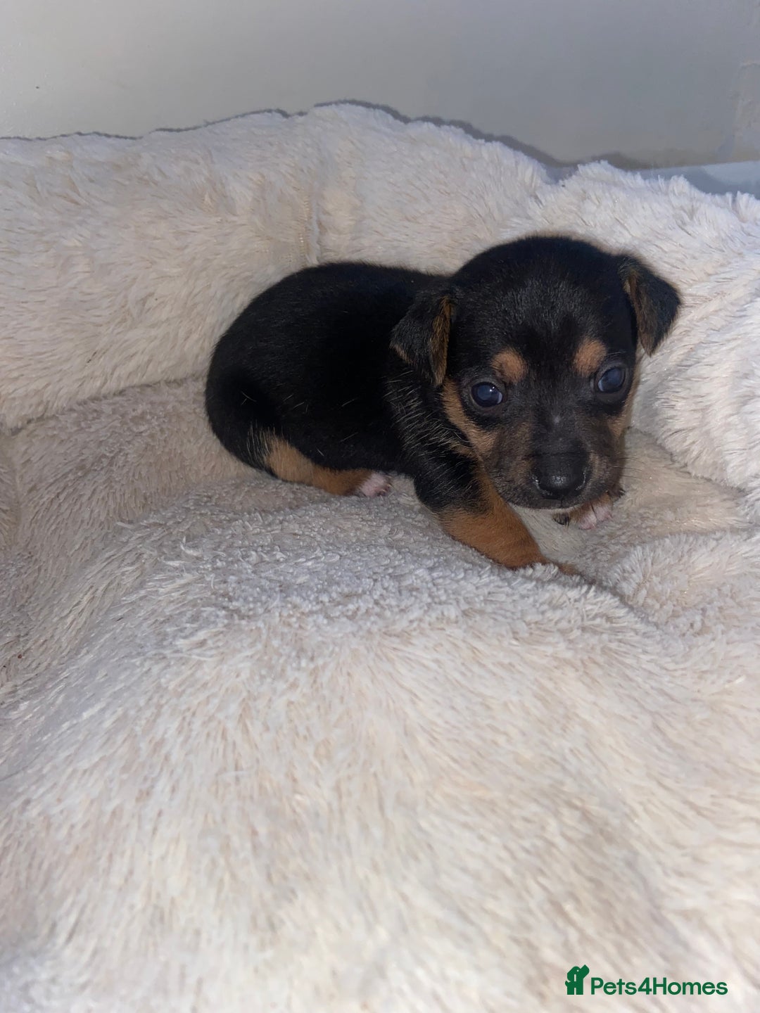 Jack Russell dogs for sale: Beautiful jackrussels pup - Image 7