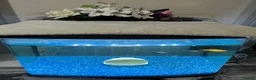 Other/Mixed Breed fish for sale: Complete Established 90L Setup & Healthy Community in Stevenage - Advert 4