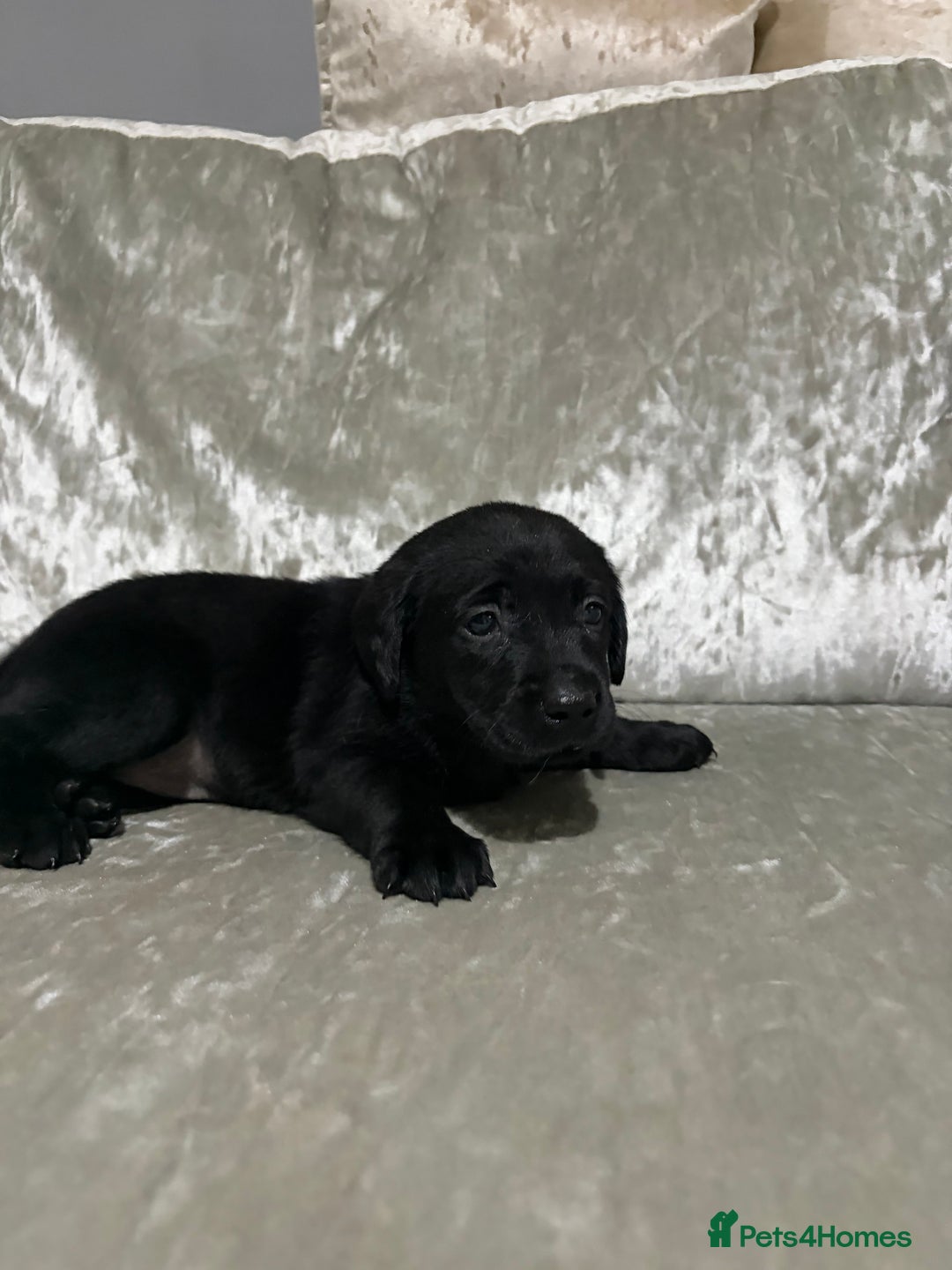 Labrador Retriever dogs for sale: KC labrador retriever puppies - Advert 5