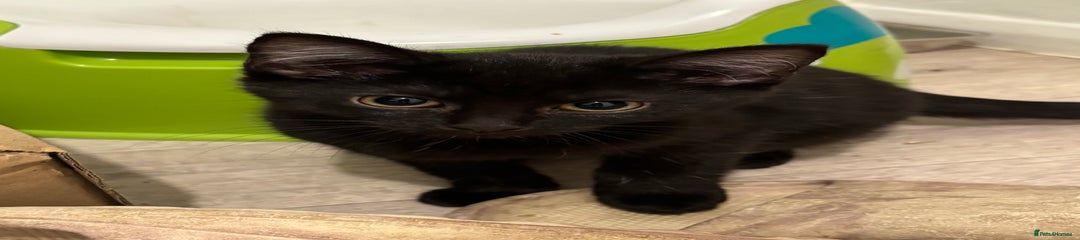 Domestic Shorthair Kitten 3