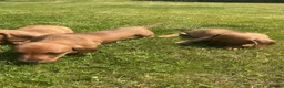Miniature Dachshund dogs for sale: KC REG Miniature dachshunds. Council licensed in Airdrie - Advert 17