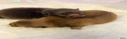 Pomeranian dogs for sale: 👑 Elite KC Teddy Bear Pomeranian Boys 👑 - Advert 25