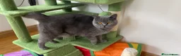 British Shorthair cats for sale: Only one TICA & GCCF British Shorthair Kitten  - Advert 10