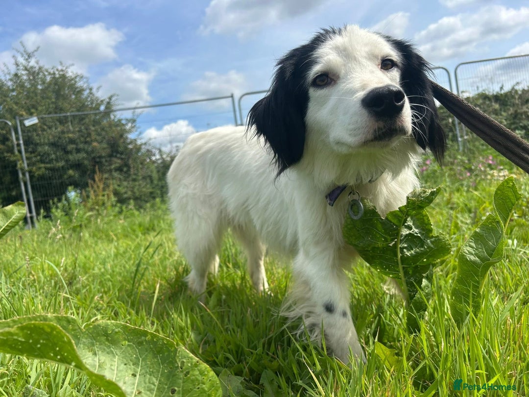 Mixed Breed dogs for adoption: Spotty - Norwich Norfolk  - Image 16