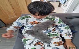 British Shorthair cats for sale: British Shorthair Kittens - Image 11