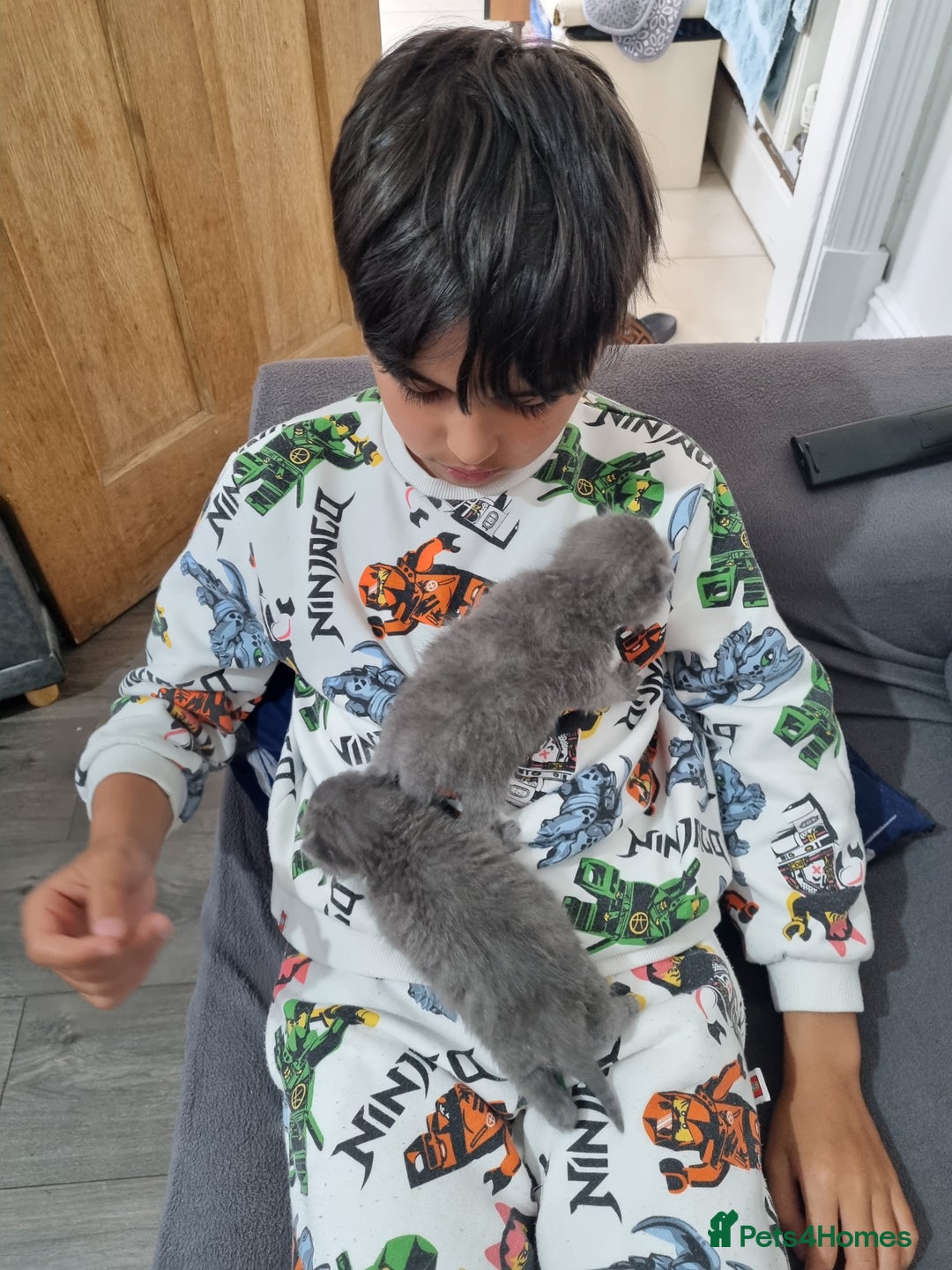 British Shorthair cats for sale: British Shorthair Kittens - Image 11