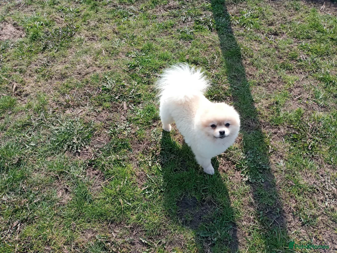Pomeranian dogs for stud: ⭐⭐⭐ **** TEDDY FACED POMERANIAN STUD ⭐⭐⭐ in Manchester - Advert 5