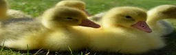 Geese poultry for sale: Friendly Large-Strain Embden Goslings - 2026 Hatch - Advert 5