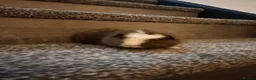 Guinea Pig rodents for sale: Guinea pigs  - Advert 7