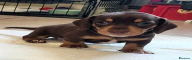 Miniature Dachshund Puppy 4