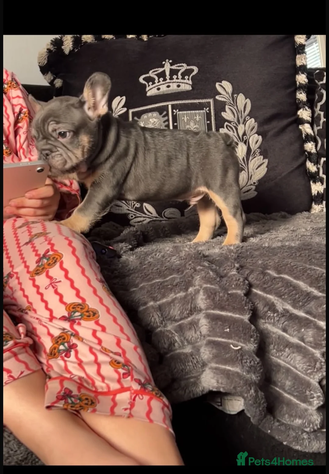 French Bulldog dogs for sale: Frenchbulldog puppies (last boy left) £900 - Advert 1