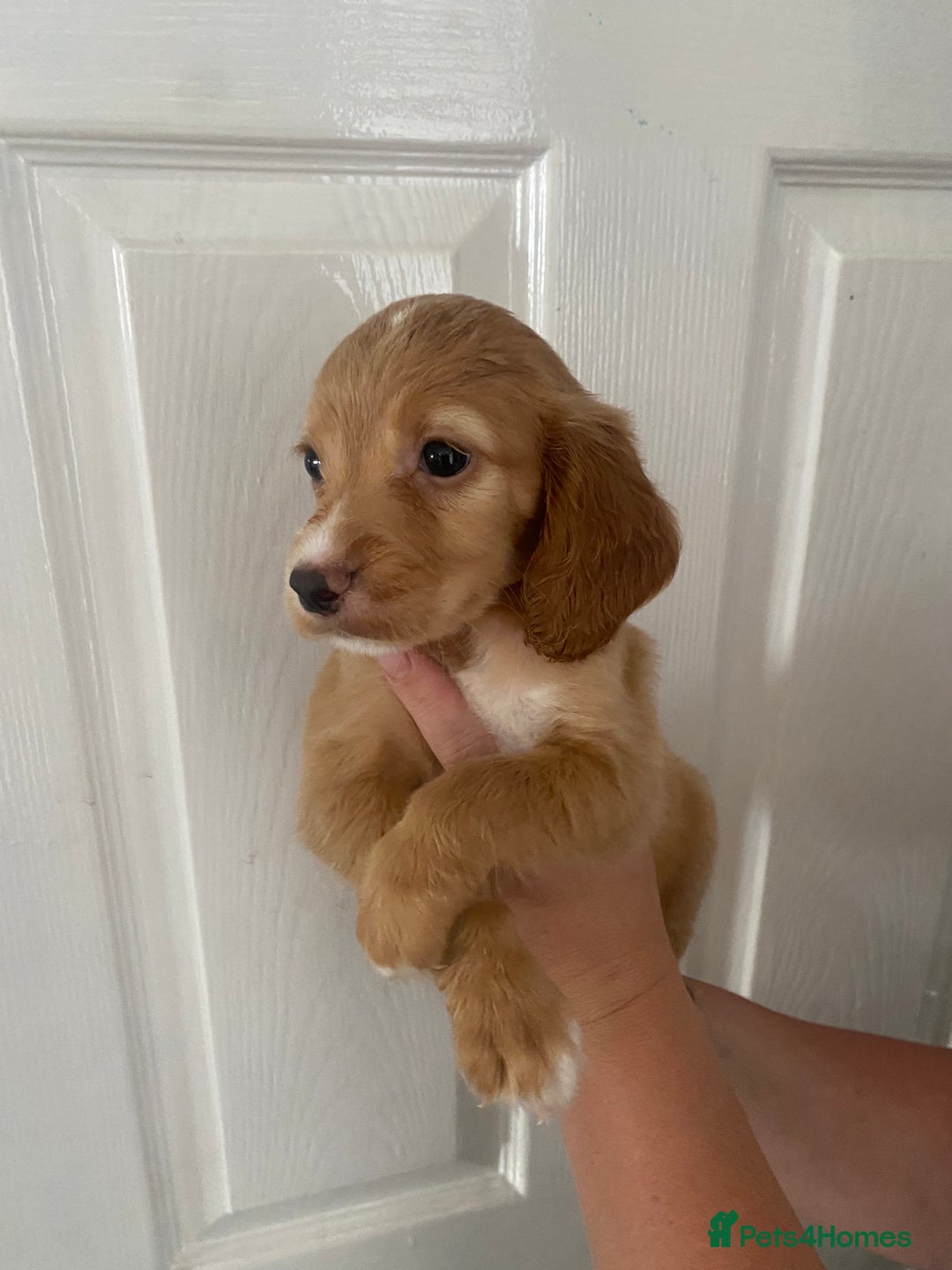 Cocker Spaniel dogs for sale: Merl cocker spaniel puppies  - Image 31